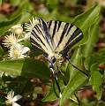  Scarce Swallowtail (